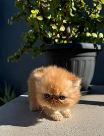 Persiano Ipertipo o Exotic Shorthair b