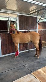 Quarter cavallo