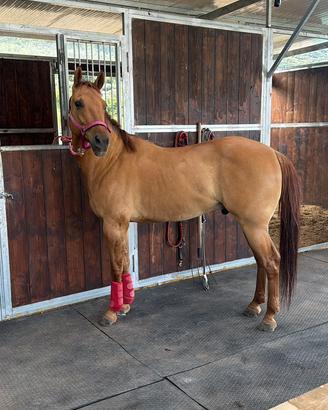 Quarter cavallo