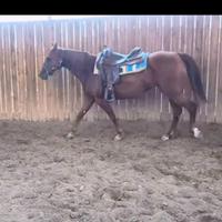 Fattrice Quarter Horse