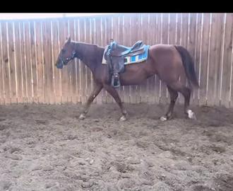 Fattrice Quarter Horse