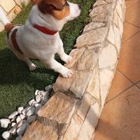 Jack Russel Per Accopiamento Maschio