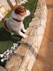 Jack Russel Per Accopiamento Maschio