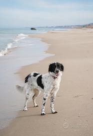 Cane sterilizzato di 3 anni (femmina)
