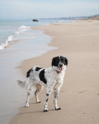 Cane sterilizzato di 3 anni (femmina)