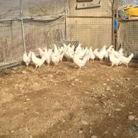 Galline ovaiole selezionate