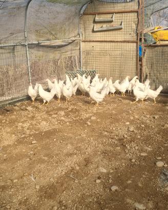 Galline ovaiole selezionate
