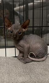 Cuccioli canadian sphynx