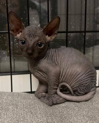 Cuccioli canadian sphynx