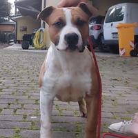 Cucciolo amstaff
