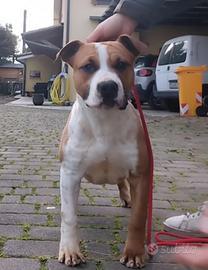 Cucciolo amstaff