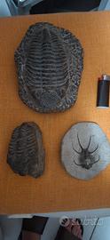 Tre Trilobiti