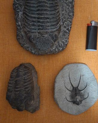 Tre Trilobiti