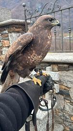 Poiana comune (Buteo buteo) - rapace