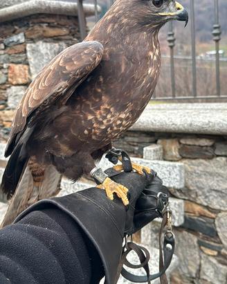 Poiana comune (Buteo buteo) - rapace