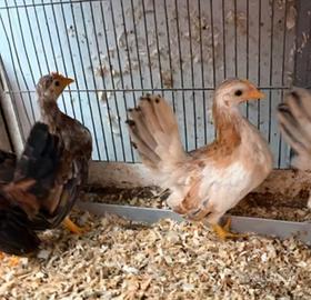 Galline serama