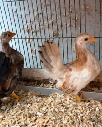 Galline serama