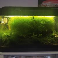 Acquario completo attivo  tenerif67 Smart domotica