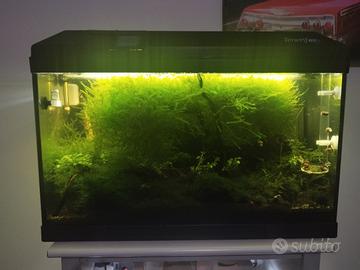 Acquario completo attivo  tenerif67 Smart domotica