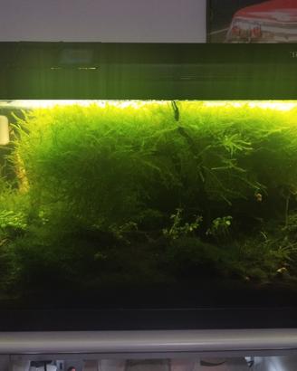 Acquario completo attivo  tenerif67 Smart domotica