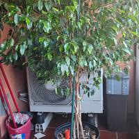 Ficus alto 180 cm