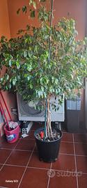 Ficus alto 180 cm