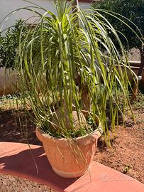 Pianta beaucarnea recurvata detta mangiafumo