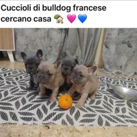 Cuccioli Bulldog francesi ESOTICI