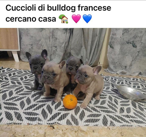 Cuccioli Bulldog francesi ESOTICI