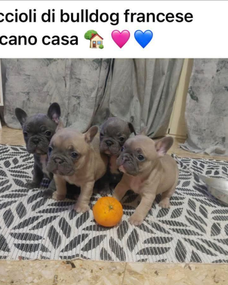 Cuccioli Bulldog francesi ESOTICI