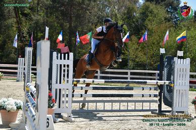 Cavallo da salto