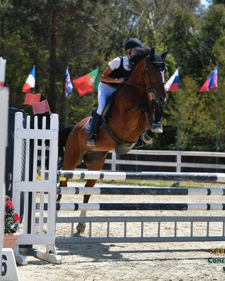 Cavallo da salto