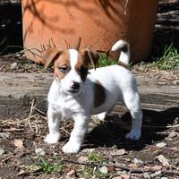Cuccioli Jack Russel