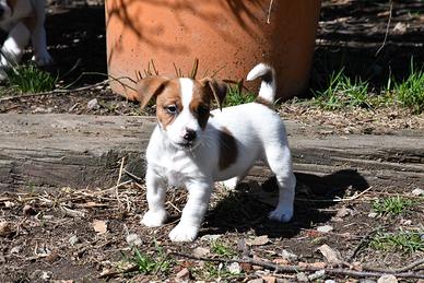 Cuccioli Jack Russel