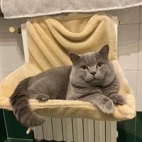 Accoppiamento British shorthair