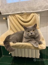 Accoppiamento British shorthair