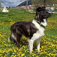 Border collie Grey Wolf andBlack per accoppiamento