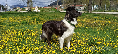 Border collie Grey Wolf andBlack per accoppiamento