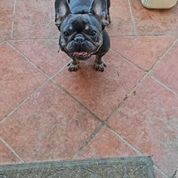Tre adorabili bulldog francesi