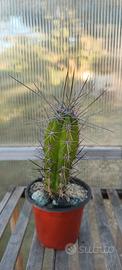 Cactus Stetsonia coryne