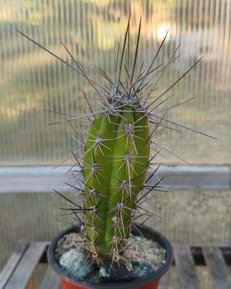 Cactus Stetsonia coryne