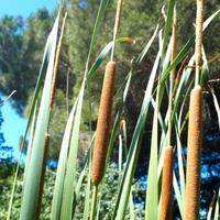 3 piante Typha latifolia palustre laghetto pond