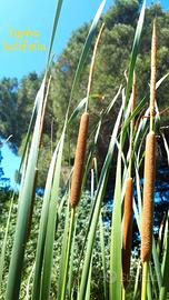 3 piante Typha latifolia palustre laghetto pond
