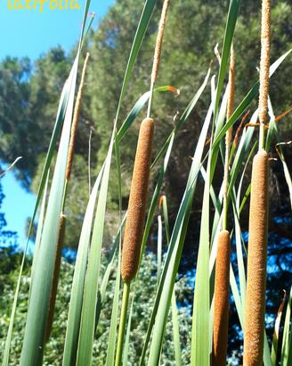 3 piante Typha latifolia palustre laghetto pond