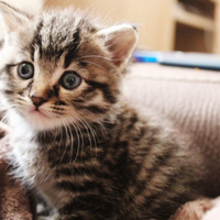 British shorthair Brown tabby