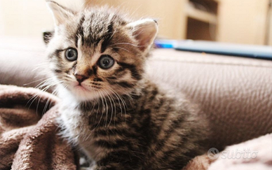 British shorthair Brown tabby