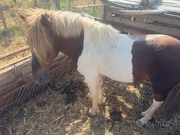 Pony