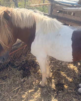 Pony