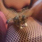 Gatto BENCALA femmina