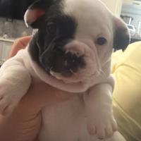 Ultimo cucciolo bulldog francese femmina